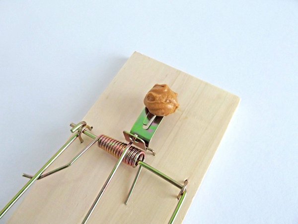 Tout savoir sur la dératisation !